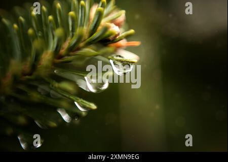 Près de gouttelettes d'eau sur les aiguilles de pin vert Banque D'Images