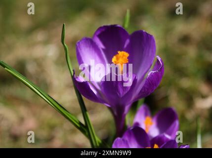 Gros plan de la floraison vibrante de la fleur de crocus pourpre au début du printemps Banque D'Images