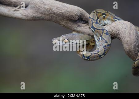 python sur le tronc ( python reticulatus ) Banque D'Images