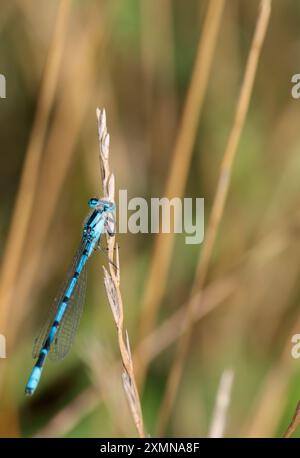 Damoiselle bleue commune Enallagma cyathigerum, sur l'herbe tête de graine bleu corps mince long abdomen bandes noires sur l'abdomen et rayures sur le thorax yeux bleus Banque D'Images