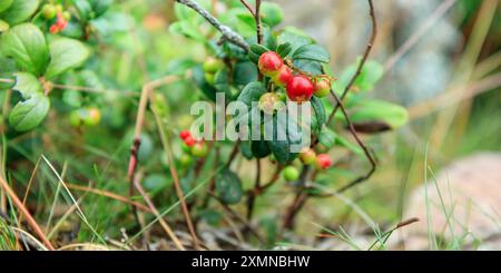 Un brin de mûre d'aigle semi-rouge saine avec des feuilles vertes et de l'herbe sur un fond flou. Arrière-plan de la nature. Partridgeberry sauvage, ou vache Banque D'Images