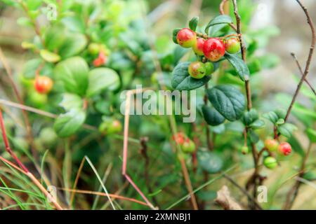 Un brin de mûre d'aigle semi-rouge saine avec des feuilles vertes et de l'herbe sur un fond flou. Arrière-plan de la nature. Partridgeberry sauvage, ou vache Banque D'Images