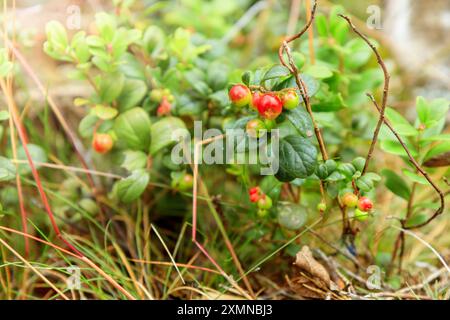 Un brin de mûre d'aigle semi-rouge saine avec des feuilles vertes et de l'herbe sur un fond flou. Arrière-plan de la nature. Partridgeberry sauvage, ou vache Banque D'Images