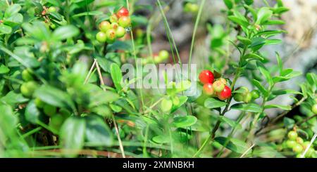 Un brin de mûre d'aigle semi-rouge saine avec des feuilles vertes et de l'herbe sur un fond flou. Arrière-plan de la nature. Partridgeberry sauvage, ou vache Banque D'Images