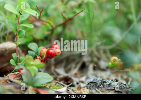 Un brin de mûre d'aigle semi-rouge saine avec des feuilles vertes et de l'herbe sur un fond flou. Arrière-plan de la nature. Partridgeberry sauvage, ou vache Banque D'Images