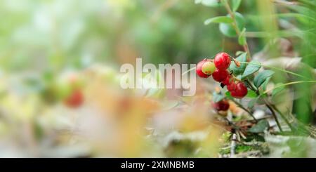 Un brin de mûre d'aigle semi-rouge saine avec des feuilles vertes et de l'herbe sur un fond flou. Arrière-plan de la nature. Partridgeberry sauvage, ou vache Banque D'Images