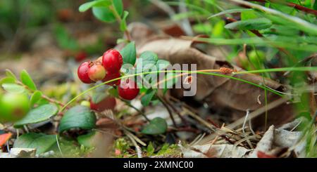 Un brin de mûre d'aigle semi-rouge saine avec des feuilles vertes et de l'herbe sur un fond flou. Arrière-plan de la nature. Partridgeberry sauvage, ou vache Banque D'Images