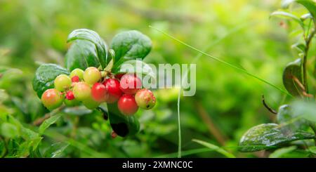 Un brin de mûre d'aigle semi-rouge saine avec des feuilles vertes et de l'herbe sur un fond flou. Arrière-plan de la nature. Partridgeberry sauvage, ou vache Banque D'Images