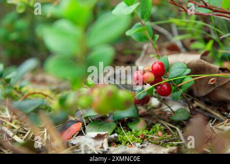 Un brin de mûre d'aigle semi-rouge saine avec des feuilles vertes et de l'herbe sur un fond flou. Arrière-plan de la nature. Partridgeberry sauvage, ou vache Banque D'Images