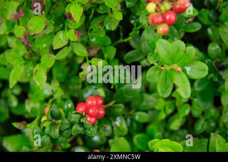 Un brin de mûre d'aigle semi-rouge saine avec des feuilles vertes et de l'herbe sur un fond flou. Arrière-plan de la nature. Partridgeberry sauvage, ou vache Banque D'Images