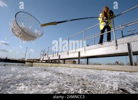 Thames Water Une femme pêchant des bourgeons de coton dans les usines de traitement des eaux usées d'Oxford 9 février 1999 photo de Roger Bamber Banque D'Images