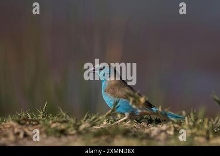 Blue Waxbill (Uraeginthus angolensis) dans un trou d'eau de la réserve naturelle d'Onguma, en bordure du parc national d'Etosha, Namibie. Banque D'Images