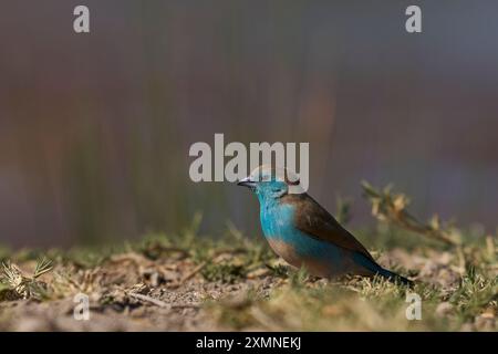 Blue Waxbill (Uraeginthus angolensis) dans un trou d'eau de la réserve naturelle d'Onguma, en bordure du parc national d'Etosha, Namibie. Banque D'Images