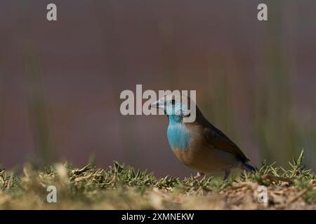 Blue Waxbill (Uraeginthus angolensis) dans un trou d'eau de la réserve naturelle d'Onguma, en bordure du parc national d'Etosha, Namibie. Banque D'Images