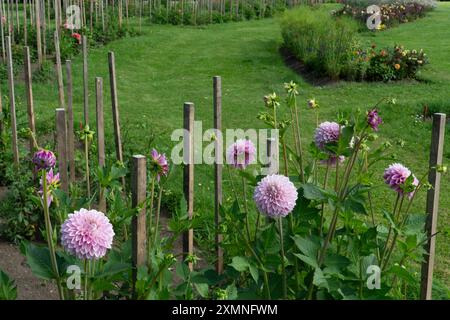 Les fleurs de dahlia sont cultivées en rangées soigneusement disposées dans un parterre de fleurs, avec des piquets en bois fournissant un support pour leurs tiges. Ces dahlias vibrants Banque D'Images