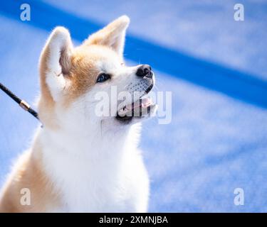 Portrait d'un chiot akita inu rouge. Chien heureux en plein air en été. Chien moelleux akita inu. Portrait de profil d'un chiot Akita à bord d'un navire. Banque D'Images