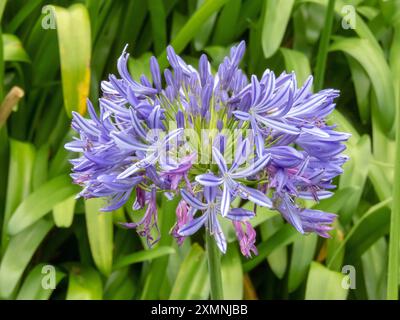 Agapanthus praecox Purple Flowers inflorescence gros plan sur le fond de feuillage flou. Plante ornementale du lis du Nil. Pseudo-umbe de lys africains Banque D'Images