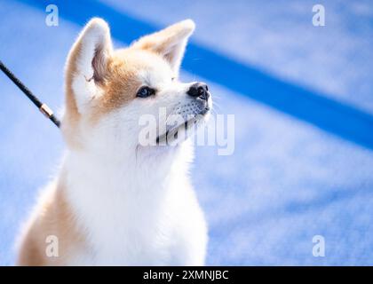 Portrait d'un chiot akita inu rouge. Chien heureux en plein air en été. Chien moelleux akita inu. Portrait de profil d'un chiot Akita à bord d'un navire. Banque D'Images