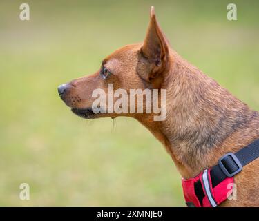 Le Pinscher miniature, également connu sous le nom de Pincher nain et Mini PIN sur la laisse. Portrait extérieur de chien Pinscher miniature rouge cerf. Banque D'Images