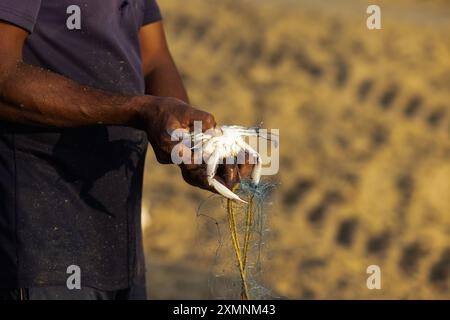 Gros crabe juste attrapé étant tenu à la main par un pêcheur. Crabe dans la main du pêcheur. Photo de haute qualité Banque D'Images