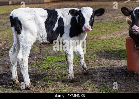 Un jeune veau au pelage noir et blanc distinctif profite d'un moment d'exploration dans un cadre de cour de ferme. L'animal ludique se tient sur gra vert doux Banque D'Images