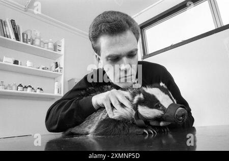 Ostéopathe et badgerAnsteopathe Tony Nevin traite un blaireau avec mal de dos 17 mars 1994 photo par Roger Bamber Banque D'Images