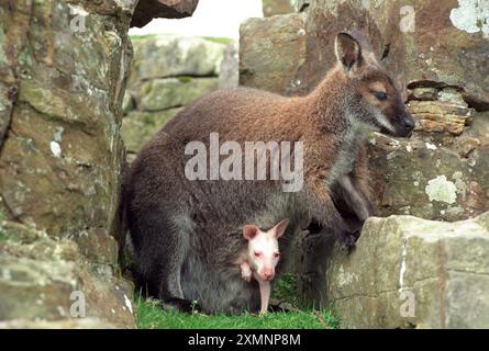 Albinos Wallaby 11 mai 1999 photo de Roger Bamber Banque D'Images