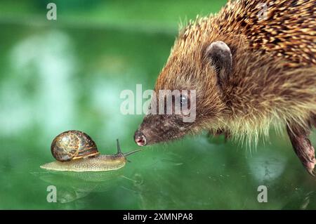 Un hérisson se retrouve face à face avec un escargot de jardin commun le hérisson est un petit mammifère épineux et le seul mammifère épineux de Grande-Bretagne. Il appartient au groupe Erinaceus europaeus. Il a des épines couvrant la majeure partie de la partie supérieure du corps, marche sur quatre pattes, est une nourrice nocturne et mange des insectes. C'est ce dernier fait qui fait de ce mammifère l'un des animaux sauvages les plus bienvenus en Grande-Bretagne aujourd'hui. Il peut manger son propre poids corporel dans les insectes en une nuit et peut aider les jardiniers à maintenir les ravageurs à un niveau gérable naturellement. 28 juillet 2000 photo de Roger Bamber Banque D'Images