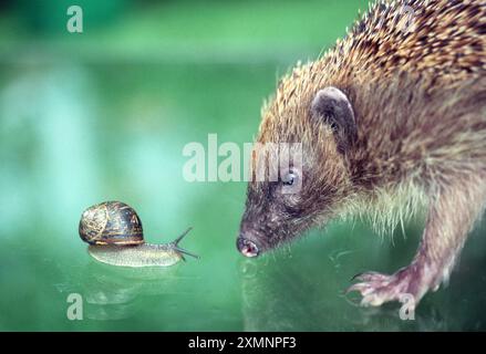 Un hérisson se retrouve face à face avec un escargot de jardin commun le hérisson est un petit mammifère épineux et le seul mammifère épineux de Grande-Bretagne. Il appartient au groupe Erinaceus europaeus. Il a des épines couvrant la majeure partie de la partie supérieure du corps, marche sur quatre pattes, est une nourrice nocturne et mange des insectes. C'est ce dernier fait qui fait de ce mammifère l'un des animaux sauvages les plus bienvenus en Grande-Bretagne aujourd'hui. Il peut manger son propre poids corporel dans les insectes en une nuit et peut aider les jardiniers à maintenir les ravageurs à un niveau gérable naturellement. 28 juillet 2000 photo de Roger Bamber Banque D'Images