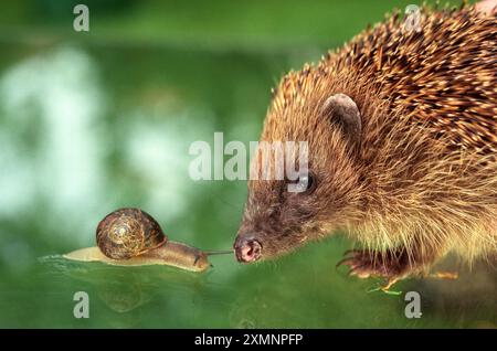 Un hérisson se retrouve face à face avec un escargot de jardin commun le hérisson est un petit mammifère épineux et le seul mammifère épineux de Grande-Bretagne. Il appartient au groupe Erinaceus europaeus. Il a des épines couvrant la majeure partie de la partie supérieure du corps, marche sur quatre pattes, est une nourrice nocturne et mange des insectes. C'est ce dernier fait qui fait de ce mammifère l'un des animaux sauvages les plus bienvenus en Grande-Bretagne aujourd'hui. Il peut manger son propre poids corporel dans les insectes en une nuit et peut aider les jardiniers à maintenir les ravageurs à un niveau gérable naturellement. 28 juillet 2000 photo de Roger Bamber Banque D'Images