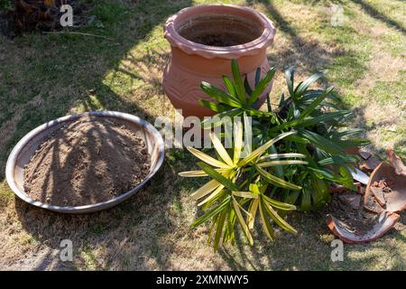 Scène de jardinage avec terre, pot et palmier varié Lady. Plantation ou rempotage de nouvelles plantes concept. Banque D'Images