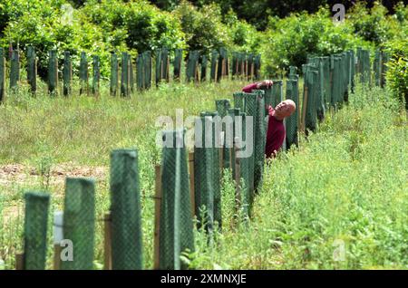 Un artiste créant une avenue de 187 arbres d'if en tant qu'artiste polonais d'art vivant Lukasz Skapski organise une couverture protectrice sur son avenue de 187 arbres d'if via Lucem Continens Latin pour Avenue contenant de la lumière dans Kings Wood Challock NR Canterbury . L'avenue de 173 mètres de long fait partie de Light Works une série de quatre expositions autour du Kent par l'artiste commandée par le Stour Valley Art Project L'avenue de la croissance lente Yew ne devrait pas être efficace avant au moins 30 ans 9 juin 2000 image par Roger Bamber - Banque D'Images