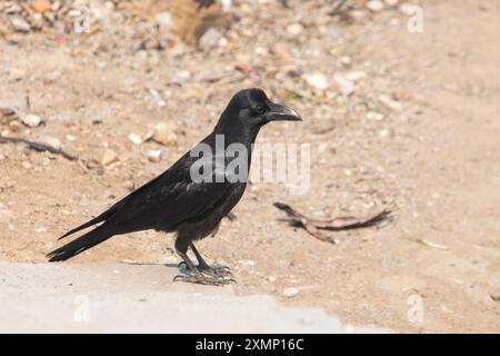 Corbeau à gros bec (Corvus macrorhynchos) ou corbeau de la jungle près de Pithoragarh dans l'Uttarakhand, en Inde Banque D'Images