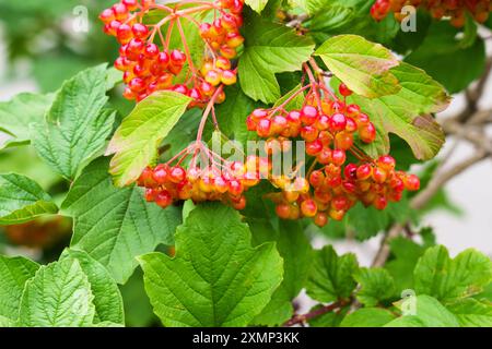 Baies viburnum rouges et jaunes vibrantes sur un buisson vert luxuriant dans un magnifique jardin de près Banque D'Images
