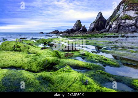 Des algues ont recouvert des roches à Westcombe Beach dans le sud du Devon au Royaume-Uni Banque D'Images