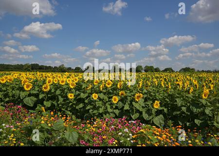 Chelmsford Essex, Royaume-Uni. 29 juillet 2024. Les visiteurs de Writtle Sunflowers à Pooty Pools Farm près de Chelmsford apprécient le retour du temps chaud de l'été en marchant parmi et en cueillant les tournesols et les fleurs sauvages dans la prairie. Avec des températures qui devraient dépasser 30c cette semaine, les températures les plus élevées de l'année sont possibles. Crédit : MARTIN DALTON/Alamy Live News Banque D'Images