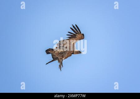 Vulture gracieuse en vol contre un ciel bleu clair. Banque D'Images