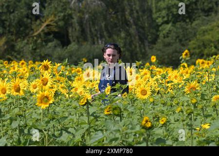 Chelmsford Essex, Royaume-Uni. 29 juillet 2024. Les visiteurs de Writtle Sunflowers à Pooty Pools Farm près de Chelmsford apprécient le retour du temps chaud de l'été en marchant parmi et en cueillant les tournesols et les fleurs sauvages dans la prairie. Avec des températures qui devraient dépasser 30c cette semaine, les températures les plus élevées de l'année sont possibles. Crédit : MARTIN DALTON/Alamy Live News Banque D'Images