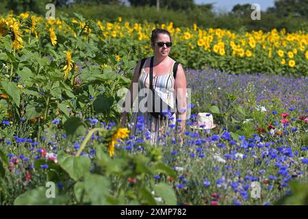 Chelmsford Essex, Royaume-Uni. 29 juillet 2024. Les visiteurs de Writtle Sunflowers à Pooty Pools Farm près de Chelmsford apprécient le retour du temps chaud de l'été en marchant parmi et en cueillant les tournesols et les fleurs sauvages dans la prairie. Avec des températures qui devraient dépasser 30c cette semaine, les températures les plus élevées de l'année sont possibles. Crédit : MARTIN DALTON/Alamy Live News Banque D'Images