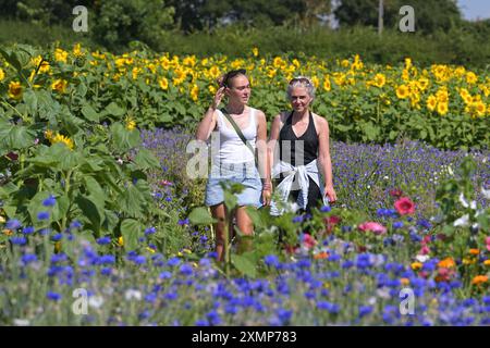 Chelmsford Essex, Royaume-Uni. 29 juillet 2024. Les visiteurs de Writtle Sunflowers à Pooty Pools Farm près de Chelmsford apprécient le retour du temps chaud de l'été en marchant parmi et en cueillant les tournesols et les fleurs sauvages dans la prairie. Avec des températures qui devraient dépasser 30c cette semaine, les températures les plus élevées de l'année sont possibles. Crédit : MARTIN DALTON/Alamy Live News Banque D'Images