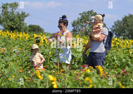 Chelmsford Essex, Royaume-Uni. 29 juillet 2024. Les visiteurs de Writtle Sunflowers à Pooty Pools Farm près de Chelmsford apprécient le retour du temps chaud de l'été en marchant parmi et en cueillant les tournesols et les fleurs sauvages dans la prairie. Avec des températures qui devraient dépasser 30c cette semaine, les températures les plus élevées de l'année sont possibles. Crédit : MARTIN DALTON/Alamy Live News Banque D'Images