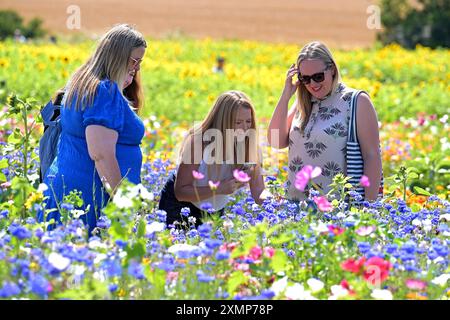 Chelmsford Essex, Royaume-Uni. 29 juillet 2024. Les visiteurs de Writtle Sunflowers à Pooty Pools Farm près de Chelmsford apprécient le retour du temps chaud de l'été en marchant parmi et en cueillant les tournesols et les fleurs sauvages dans la prairie. Avec des températures qui devraient dépasser 30c cette semaine, les températures les plus élevées de l'année sont possibles. Crédit : MARTIN DALTON/Alamy Live News Banque D'Images