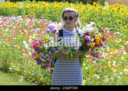 Chelmsford Essex, Royaume-Uni. 29 juillet 2024. Les visiteurs de Writtle Sunflowers à Pooty Pools Farm près de Chelmsford apprécient le retour du temps chaud de l'été en marchant parmi et en cueillant les tournesols et les fleurs sauvages dans la prairie. Avec des températures qui devraient dépasser 30c cette semaine, les températures les plus élevées de l'année sont possibles. Crédit : MARTIN DALTON/Alamy Live News Banque D'Images