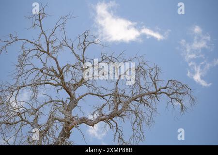 Branches d'un arbre solitaire et sec en raison de la sécheresse dans un ciel bleu avec quelques nuages. Banque D'Images