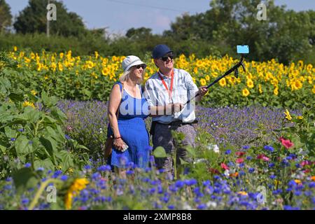 Météo saisonnière les visiteurs de Writtle Sunflowers à Pooty Pools Farm près de Chelmsford apprécient le retour du temps chaud de l'été en marchant parmi et en cueillant les tournesols et les fleurs sauvages dans la prairie. Avec des températures qui devraient dépasser 30c cette semaine, les températures les plus élevées de l'année sont possibles. Essex Chelmsford UK Copyright : xMartinxDaltonx Writtle Sunflower 290724 MD 133 Banque D'Images