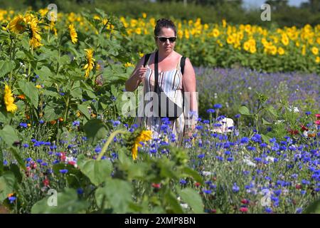 Météo saisonnière les visiteurs de Writtle Sunflowers à Pooty Pools Farm près de Chelmsford apprécient le retour du temps chaud de l'été en marchant parmi et en cueillant les tournesols et les fleurs sauvages dans la prairie. Avec des températures qui devraient dépasser 30c cette semaine, les températures les plus élevées de l'année sont possibles. Essex Chelmsford UK Copyright : xMartinxDaltonx Writtle Sunflower 290724 MD 102 Banque D'Images