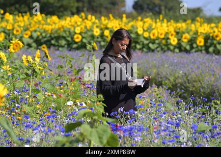 Météo saisonnière les visiteurs de Writtle Sunflowers à Pooty Pools Farm près de Chelmsford apprécient le retour du temps chaud de l'été en marchant parmi et en cueillant les tournesols et les fleurs sauvages dans la prairie. Avec des températures qui devraient dépasser 30c cette semaine, les températures les plus élevées de l'année sont possibles. Essex Chelmsford UK Copyright : xMartinxDaltonx Writtle Sunflower 290724 MD 054 Banque D'Images