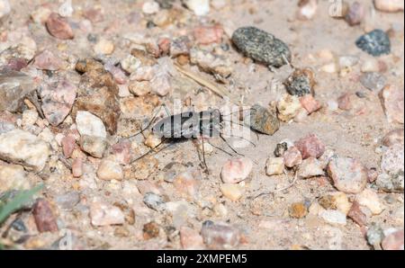 Un coléoptère du tigre perforé (Cicindela punctulata) se déplace sur un terrain rocheux dans le Colorado Banque D'Images