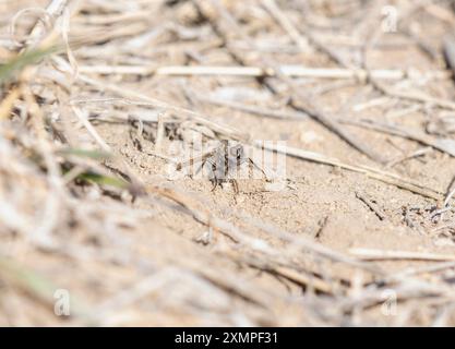 Une mouche voleuse du genre Comantella est vue dans le Colorado ; pond activement des œufs dans le sol. Banque D'Images