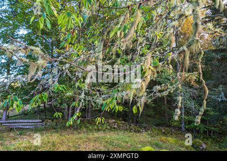 Lichen de barbe sur des branches d'arbre Banque D'Images